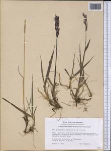 Arctagrostis latifolia (R.Br.) Griseb., America (AMER) (Greenland)