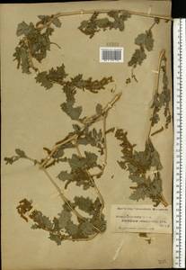 Atriplex tatarica L., Eastern Europe, Central region (E4) (Russia)