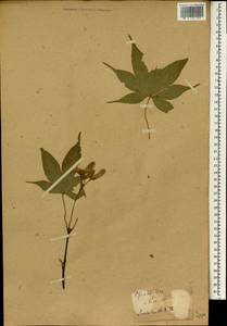 Acer palmatum Thunb., South Asia, South Asia (Asia outside ex-Soviet states and Mongolia) (ASIA) (Japan)