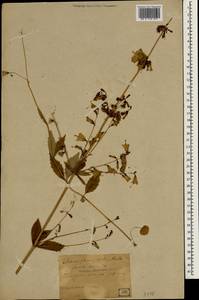 Adenophora triphylla (Thunb.) A.DC., South Asia, South Asia (Asia outside ex-Soviet states and Mongolia) (ASIA) (Japan)