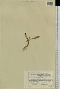 Taraxacum albescens Dahlst., Siberia, Chukotka & Kamchatka (S7) (Russia)