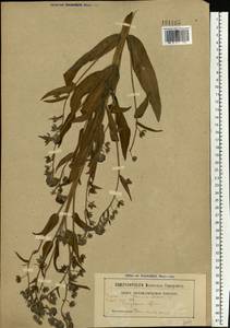 Cynoglossum officinale L., Eastern Europe, Belarus (E3a) (Belarus)