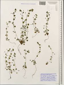 Veronica hederifolia L., Caucasus, Black Sea Shore (from Novorossiysk to Adler) (K3) (Russia)