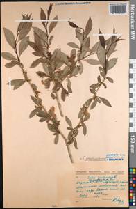 Salix pseudopentandra (Flod.) Flod., Siberia, Yakutia (S5) (Russia)
