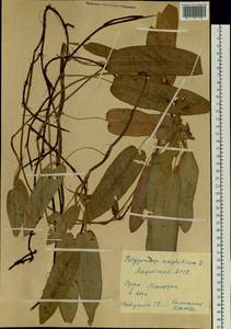 Persicaria amphibia (L.) Gray, Siberia, Yakutia (S5) (Russia)