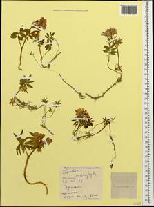 Cardamine abchasica Govaerts, Caucasus, South Ossetia (K4b) (South Ossetia)