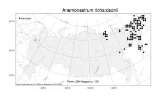 Anemonastrum richardsonii (Hook.) Mosyakin, Atlas of the Russian Flora (FLORUS) (Russia)