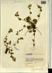 Alchemilla glaucescens Wallr., Eastern Europe, Estonia (E2c) (Estonia)