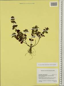 Clinopodium umbrosum (M.Bieb.) K.Koch, Caucasus, Krasnodar Krai & Adygea (K1a) (Russia)