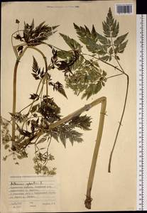 Anthriscus sylvestris (L.) Hoffm., Eastern Europe, Eastern region (E10) (Russia)