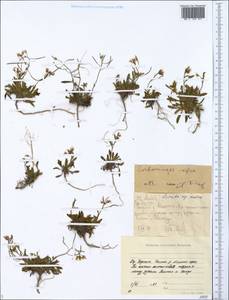 Arabidopsis lyrata subsp. petraea (L.) O'Kane & Al-Shehbaz, Siberia, Yakutia (S5) (Russia)