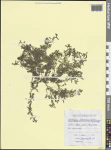 Lepidium didymum L., Caucasus, Black Sea Shore (from Novorossiysk to Adler) (K3) (Russia)