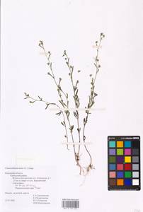 MHA 0 159 501, Chaenorhinum minus, Eastern Europe, Central region (E4) (Russia)