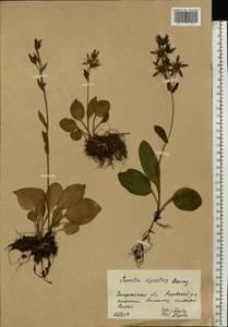Swertia perennis subsp. alpestris (Baumg.) Simonk., Eastern Europe, West Ukrainian region (E13) (Ukraine)