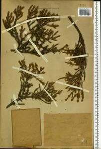 Picea, Eastern Europe, Eastern region (E10) (Russia)