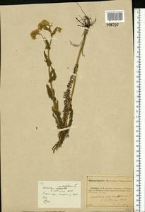 Achillea setacea Waldst. & Kit., Eastern Europe, Central forest-and-steppe region (E6) (Russia)
