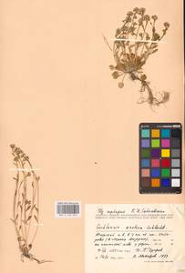 Cochlearia groenlandica L., Eastern Europe, Northern region (E1) (Russia)