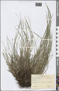 Carex pediformis C.A.Mey., Eastern Europe, Eastern region (E10) (Russia)