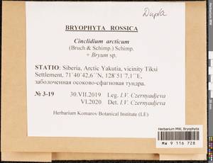 Cinclidium arcticum (Bruch & Schimp.) Schimp., Bryophytes, Bryophytes - Yakutia (B19) (Russia)