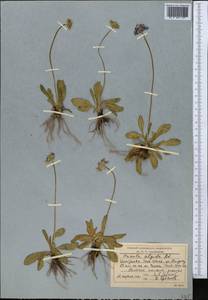 Primula algida Adams, Middle Asia, Northern & Central Tian Shan (M4) (Kyrgyzstan)