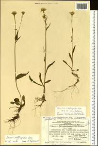 Tephroseris subfrigida (Kom.) Holub, Siberia, Chukotka & Kamchatka (S7) (Russia)