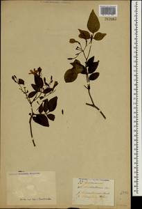 Jasminum humile var. humile, South Asia, South Asia (Asia outside ex-Soviet states and Mongolia) (ASIA) (Not classified)