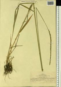 Elymus mutabilis (Drobow) Tzvelev, Siberia, Western (Kazakhstan) Altai Mountains (S2a) (Kazakhstan)