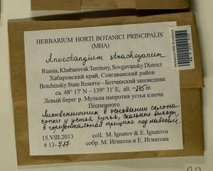Anoectangium stracheyanum Mitt., Bryophytes, Bryophytes - Russian Far East (excl. Chukotka & Kamchatka) (B20) (Russia)