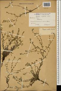 Lappula barbata (M. Bieb.) Gürke, Caucasus, Armenia (K5) (Armenia)