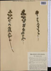 Origanum vulgare subsp. gracile (K.Koch) Ietsw., Western Europe (EUR) (Croatia)