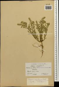 Alyssum simplex Rudolphi, Caucasus, Armenia (K5) (Armenia)
