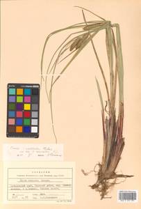 Carex rostrata Stokes, Siberia, Russian Far East (S6) (Russia)