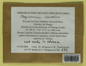 Plagiomnium vesicatum (Besch.) T.J. Kop., Bryophytes, Bryophytes - Russian Far East (excl. Chukotka & Kamchatka) (B20) (Russia)
