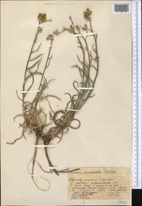 Cousinia pseudomollis C. Winkl., Middle Asia, Western Tian Shan & Karatau (M3) (Kazakhstan)
