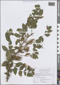 Glycyrrhiza uralensis Fisch. ex DC., Middle Asia, Northern & Central Tian Shan (M4) (Kyrgyzstan)