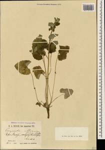 Campanula alliariifolia Willd., Caucasus, Stavropol Krai, Karachay-Cherkessia & Kabardino-Balkaria (K1b) (Russia)