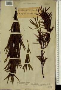 Leucadendron salicifolium (Salisb.) I. Williams, Africa (AFR) (South Africa)