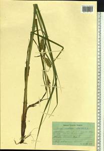 Carex vesicaria L., Siberia, Western Siberia (S1) (Russia)