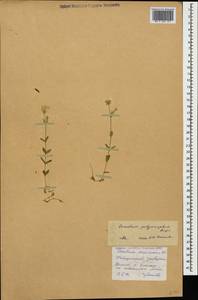 Cerastium polymorphum Rupr., Caucasus, Stavropol Krai, Karachay-Cherkessia & Kabardino-Balkaria (K1b) (Russia)