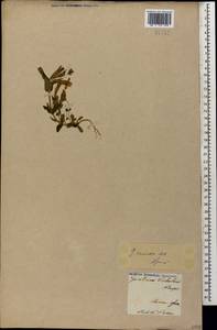 Gentianella caucasea (Loddiges ex Sims) J. Holub, Caucasus, Armenia (K5) (Armenia)