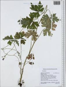 Aconitum, South Asia, South Asia (Asia outside ex-Soviet states and Mongolia) (ASIA) (China)