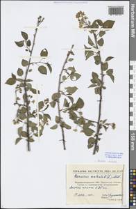 Prunus mahaleb L., Eastern Europe, North Ukrainian region (E11) (Ukraine)