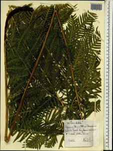 Pteris dentata Forssk., Africa (AFR) (Ethiopia)