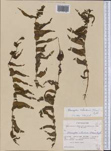 Potamogeton richardsonii (A.Benn.) Rydb., America (AMER) (United States)