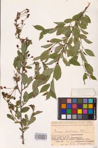 Prunus fruticosa Pall., Eastern Europe, Lower Volga region (E9) (Russia)
