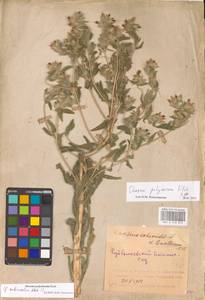 Onosma polychroma Klokov, Eastern Europe, Middle Volga region (E8) (Russia)