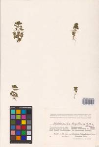 Lythrum borysthenicum (M. Bieb. ex Schrank) Litv., Eastern Europe, Lower Volga region (E9) (Russia)