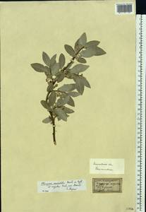 Elaeagnus commutata Bernh. ex Rydb., Eastern Europe, Moscow region (E4a) (Russia)