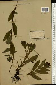 Pulmonaria mollis Wulfen ex Hornem., Eastern Europe, South Ukrainian region (E12) (Ukraine)