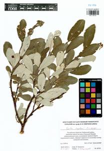 Salix krylovii E. Wolf, Siberia, Baikal & Transbaikal region (S4) (Russia)